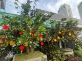 Chuyên cung cấp bưởi chưng tết giá sỉ chất lượng, độc đáo