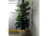 Nơi bán cây cảnh để bàn Quận 2 chất lượng, đẹp, giá rẻ