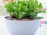 Ý nghĩa phong thủy để bàn giám đốc của cây ngọc bích