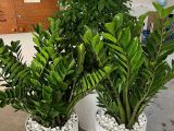  Đơn vị chuyên cung cấp cây kim tiền phong thủy ngày tết