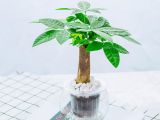Lưu ngay địa chỉ chuyên bán cây kim ngân ở quận 2 uy ti