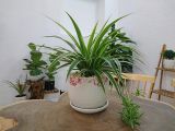 12 loại cây cảnh mini lọc không khí cực đỉnh, ý nghĩa hay