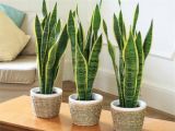 8 loại cây cảnh có tác dụng thanh lọc không khí trong nhà