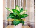 Gợi ý địa chỉ chuyên bán chậu cây để văn phòng Thủ Đức uy tín