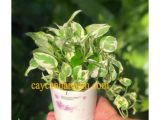 Mua ngay cây kiểng để bàn giá rẻ Thủ Đức chất lượng tốt