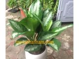 Đừng bỏ lỡ địa điểm bán cây xanh văn phòng Bình Thạnh uy tín
