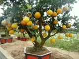 Vì sao mua cây bưởi chơi Tết trở thành trào lưu?