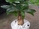 Kinh nghiệm chọn mua cây văn phòng Quận 3 chất lượng