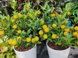 Gợi ý đơn vị cung cấp tắc chưng tết đẹp và chất lượng