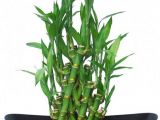 Vườn bán cây phát tài để bàn giá tốt - Cây phát tài phong thủy đẹp