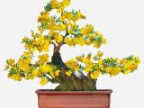 Cách chọn cây mai đẹ nhiều hoa cho đón lộc đầu năm