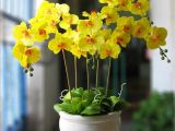 Mua chậu hoa lan chưng tết ý nghĩa đẹp ngất ngây