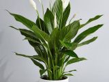 Top 3 loại cây cảnh văn phòng phổ biến nhất 