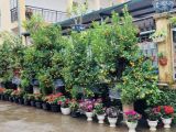 Tìm kiếm đơn vị phân phối cây tắc cảnh ngày tết