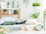 Nguyên tắc cần nhớ khi chọn cây để trong phòng ngủ