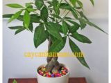 Những loại cây cảnh văn phòng ĐẸP và dễ chăm sóc nhất