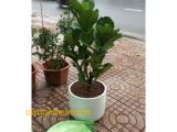 Đơn vị chuyên cung cấp các loại cây xanh văn phòng giá rẻ