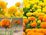 Hoa vạn thọ là gì? Ý nghĩa của hoa vạn thọ ngày Tế