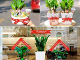 Chuyên cung cấp cây cảnh tặng khai trương đa dạng mẫu mã giá cực tốt