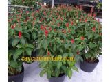 Gợi ý chậu hoa tết đẹp giá bình dân mang nhiều ý nghĩa