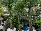 Lựa chọn kim ngân hay kim tiền cho căn nhà của bạn