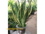 Tham khảo ngay địa chỉ chuyên cung cấp cây lưỡi hổ đẹp quận 2 uy tín