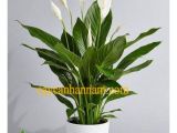Cùng tìm hiểu về ý nghĩa - công dụng của cây lan ý để bàn