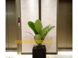 Tìm mua cây cảnh văn phòng Bình Thạnh tại đơn vị uy tín nhất