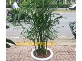 Hướng dẫn cách chăm sóc cây xanh trong nhà dễ áp dụng nhất