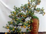 Kỹ thuật tạo quả cho cây quất trong mùa Tết Nguyên Đán