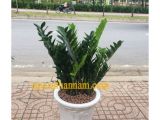 Lựa chọn cây xanh cho văn phòng làm việc cần chú ý đến những vấn đề gì?