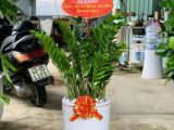 Đâu là địa chỉ chuyên cung cấp cây tặng khai trương đẹp uy tín nhất?
