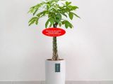 Nên lựa chọn địa chỉ cung cấp cây kim ngân tặng khai trương nào uy tín?