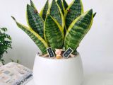 Tác dụng của cây lưỡi hổ với sức khỏe