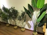 Nên trồng cây gì trước nhà để mang lại phong thủy tốt cho gia đình?