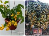 Cách bảo quản và tái chế chậu cho lan hoàng dương sau khi ra hoa