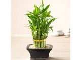 Mua cây phát tài để bàn tại TPHCM hợp phong thủy
