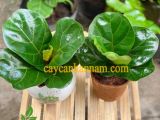 Chọn cây mini để bàn đẹp xinh xắn mang lại may mắn tài lộc