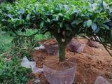 Khám phá ngay địa chỉ chuyên cung cấp cây trà xanh đáng tin cậy