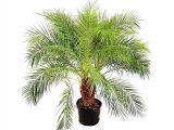 Cách phòng chống sâu bệnh thường gặp trên cây nga my