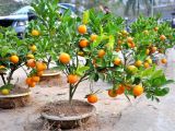 Bỏ túi ngay địa chỉ phân phối cây quất chưng tết giá rẻ