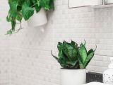 Tác dụng tuyệt vời của 5 loại cây nên đặt trong phòng tắm nhà bạn