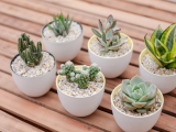 Những loại cây hút bức xạ máy tính hiệu quả cho dân văn phòng