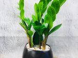 Cây kim tiền ra hoa, báo hiệu điều gì?