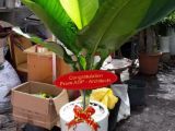 Địa chỉ nào chuyên cung cấp cây đại phú gia tặng khai trương ý nghĩa?