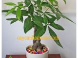 Địa chỉ chuyên cung cấp cây kim ngân để bàn uy tín top đầu tại Sài Gòn
