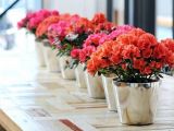 Tìm hiểu ngay địa chỉ bán chậu hoa chưng tết giá tốt tại TPHCM