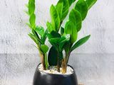 Chuyên bán cây kim tiền để bàn hợp mệnh giá tốt