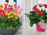 Đơn vị cung cấp hoa chậu tết quận 2 chuyên nghiệp giá rẻ