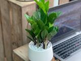 6 loại cây để bàn làm việc giám đốc mệnh thủy phổ biến